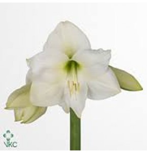 ΑΜΑΡΥΛΛΙΣ  ΛΕΥΚΗ AMARYLLIS MONT BLANC